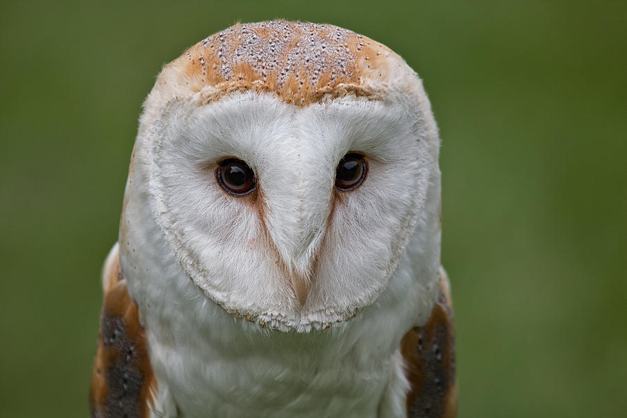 Barn Owl #1 Photograph by Celine Pollard