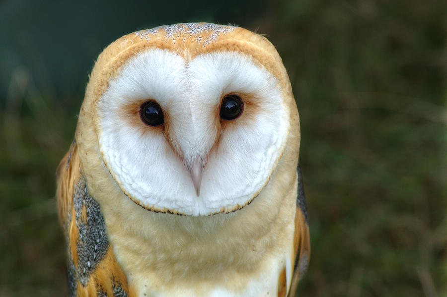 Barn Owl #1 Photograph by Chris Day