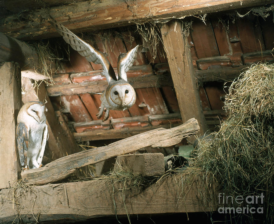 Barn Owl #1 Photograph by Hans Reinhard