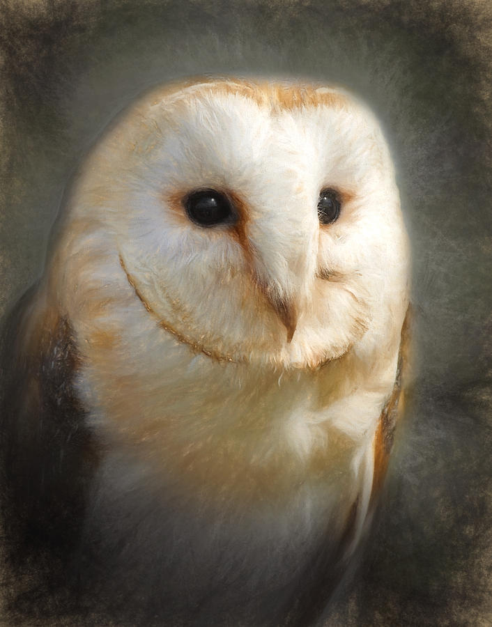 Barn Owl #1 Digital Art by Ian Merton
