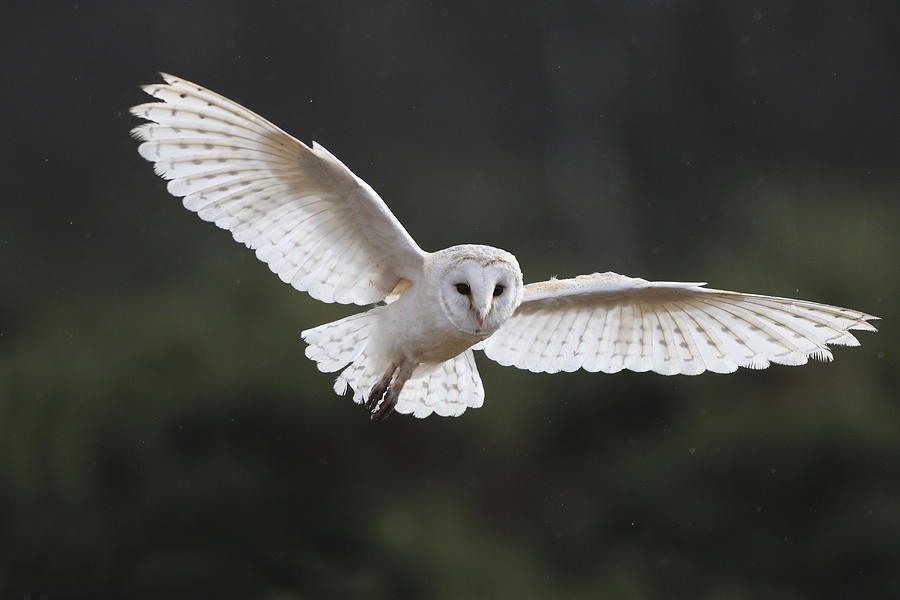 Barn Owl In Flight #1 Photograph by M. Watson