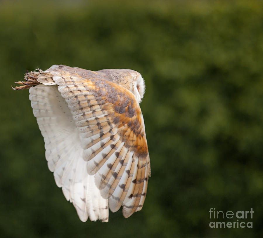 Barn Owl In Flight Photograph by Shaun Wilkinson | Fine Art America