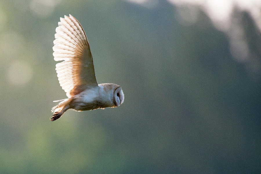 Barn Owl In Flight Wild #1 Photograph by James Warwick