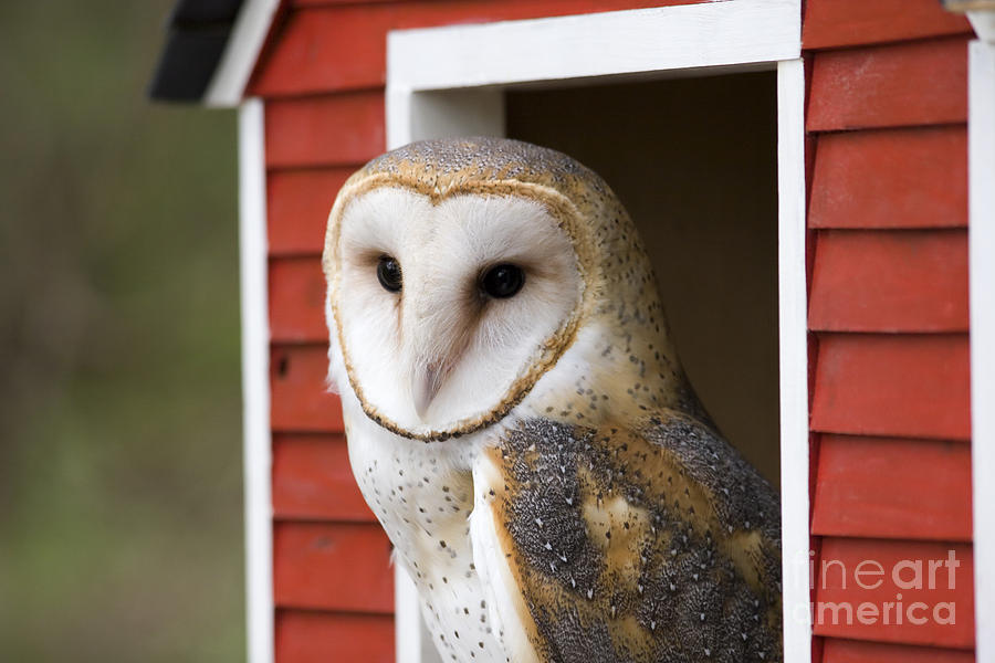 Barn Owl Photograph