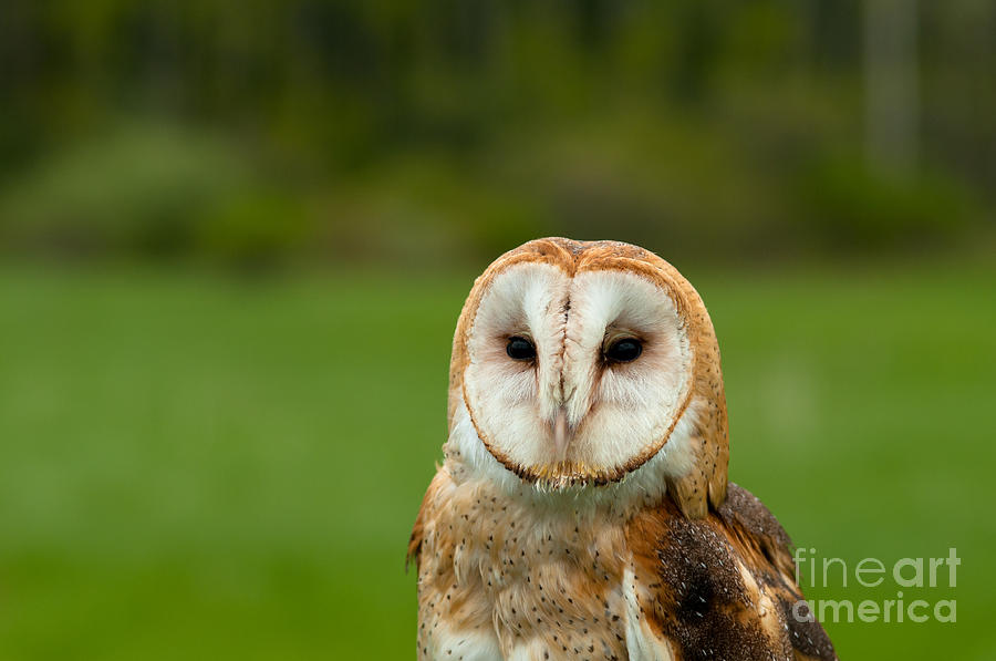 Barn Owl #1 Photograph by Les Palenik
