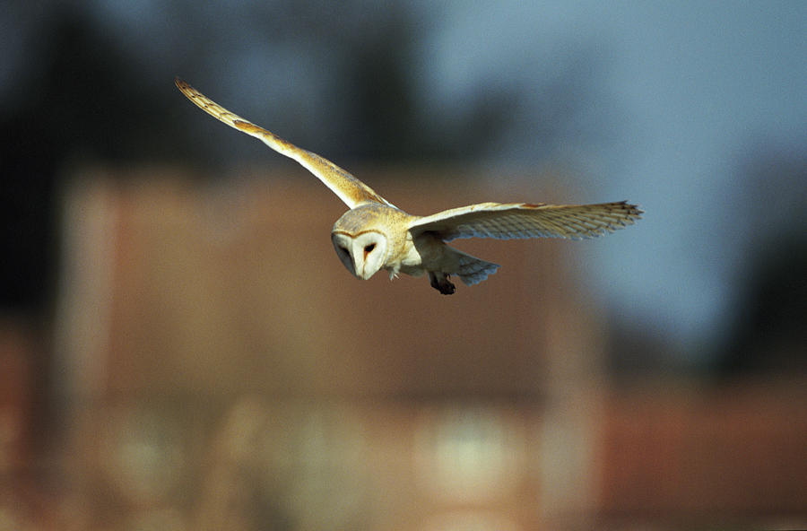 Barn Owl #1 Photograph by Science Photo Library Barn Owl #1 Photograph by Science Photo Library
