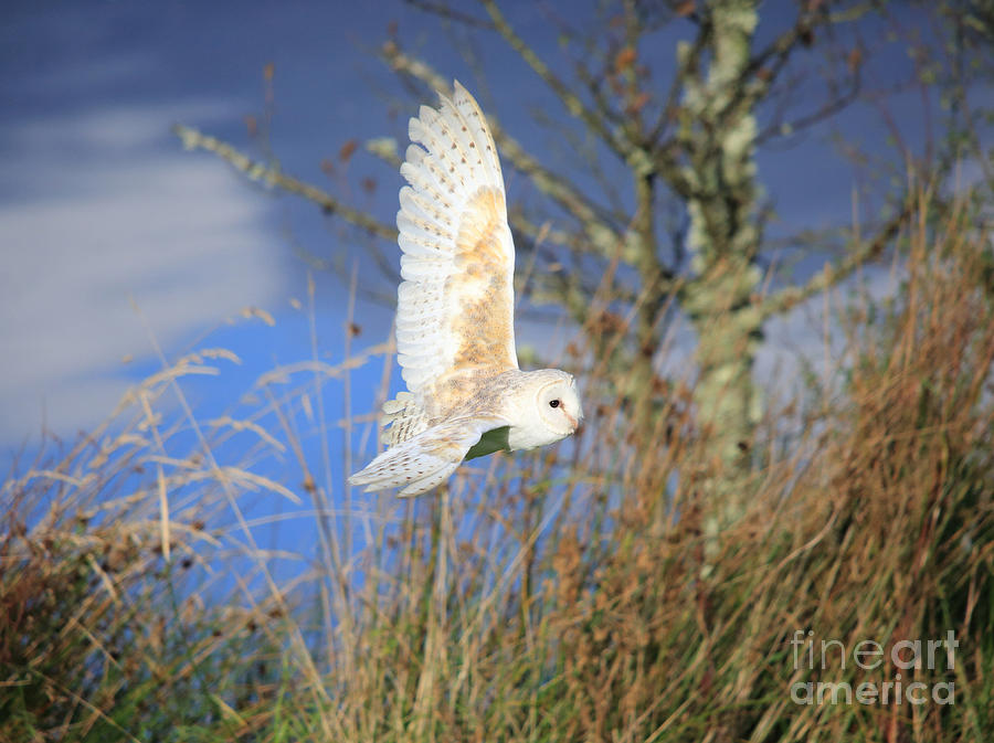 Barn Owl Photograph by Maria Gaellman