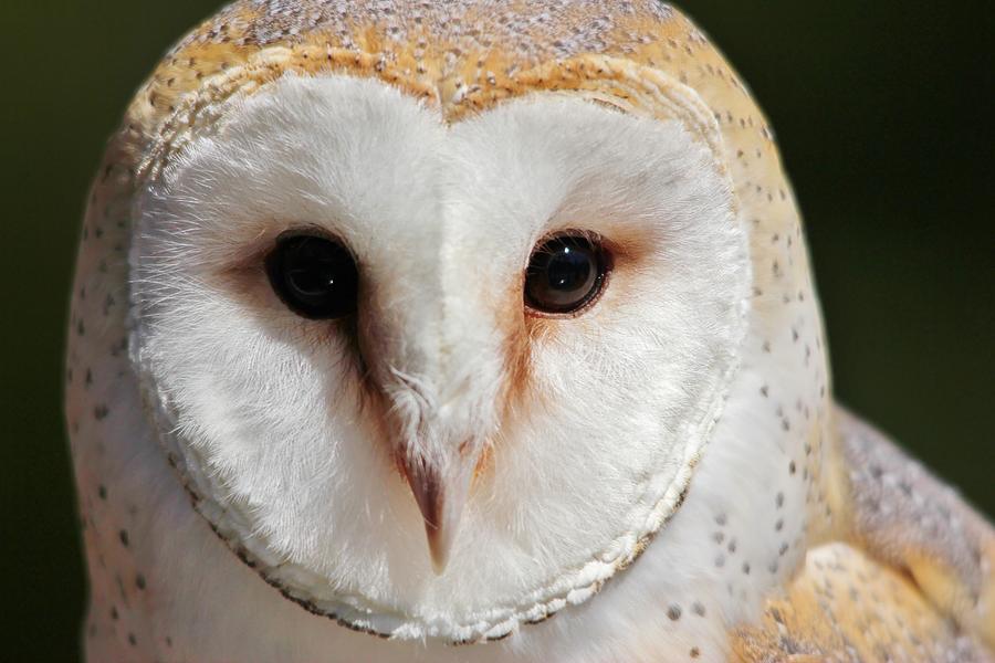 Owl Photograph - Barn Owl #1 by Paulette Thomas