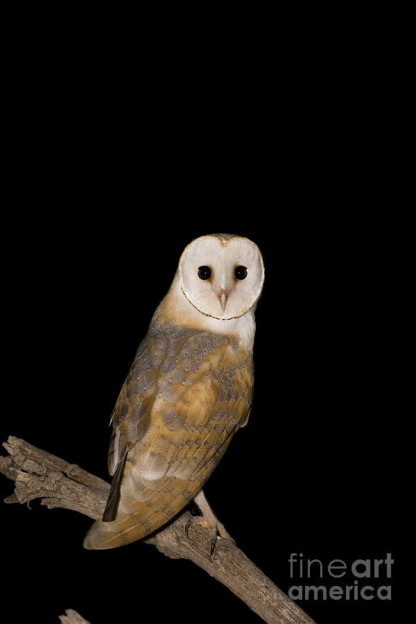 Barn Owl Tyto alba #1 Photograph by Eyal Bartov