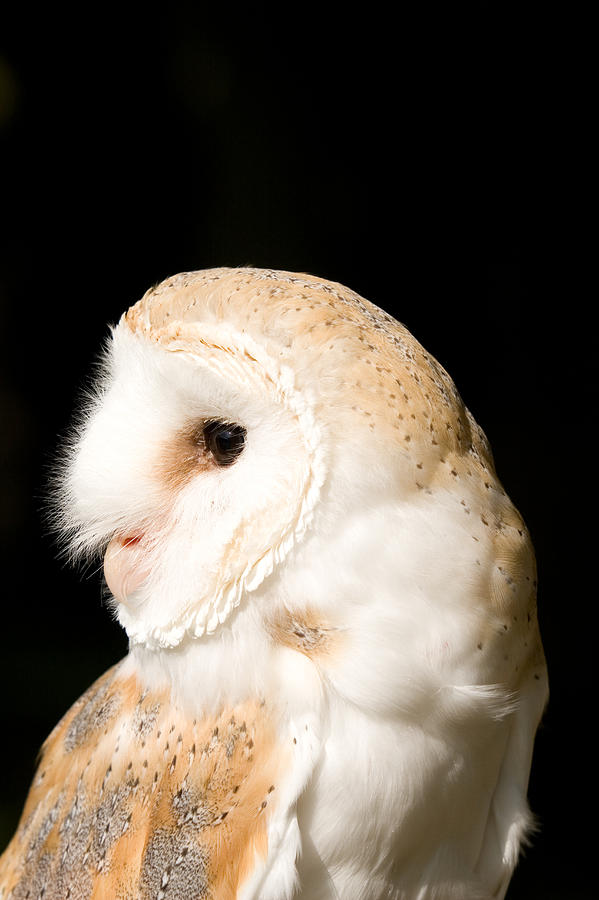 Owl Photograph - Barn Owl - Tyto alba #1 by Paul Lilley