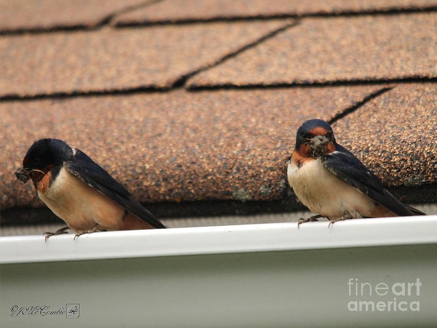 Barn Swallows Constructing Their Nest #5 Photograph by J McCombie