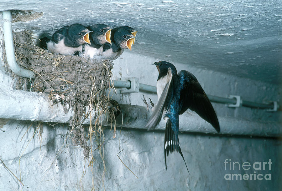 Animal Photograph - Barn Swallows #1 by Hans Reinhard