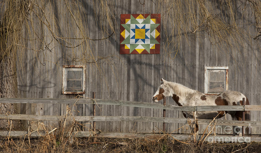 Barnyard Patterns #1 Photograph by Roger Bailey