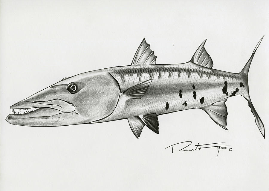 Barracuda Drawing by Pedro Prieto Pixels