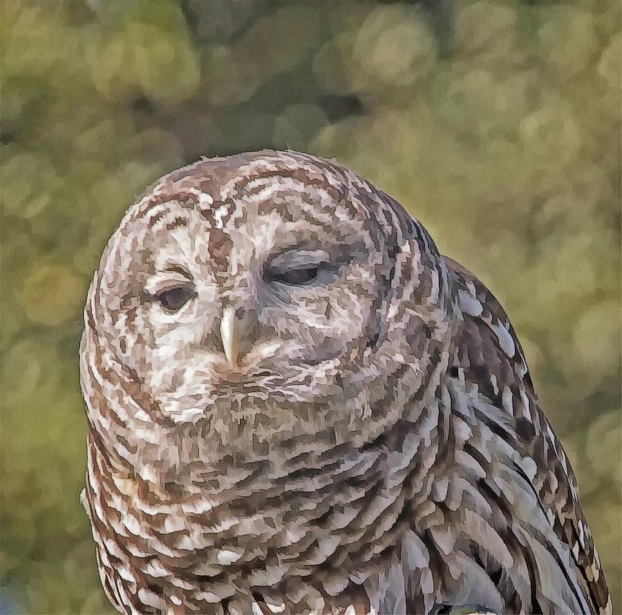 Barred Hoot Owl Photo Art #1 Photograph by Constantine Gregory