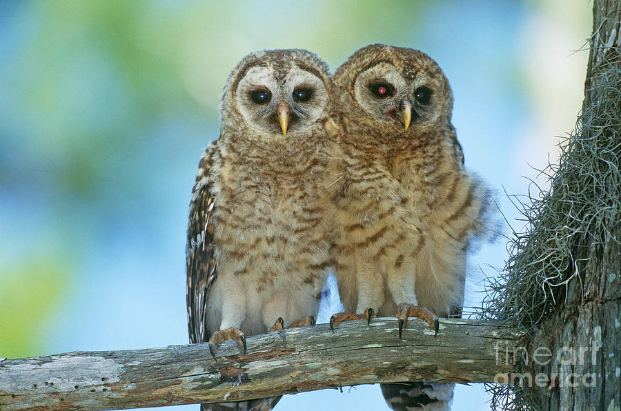Barred Owl Chicks #1 Photograph by John Eastcott and Yva Momatiuk