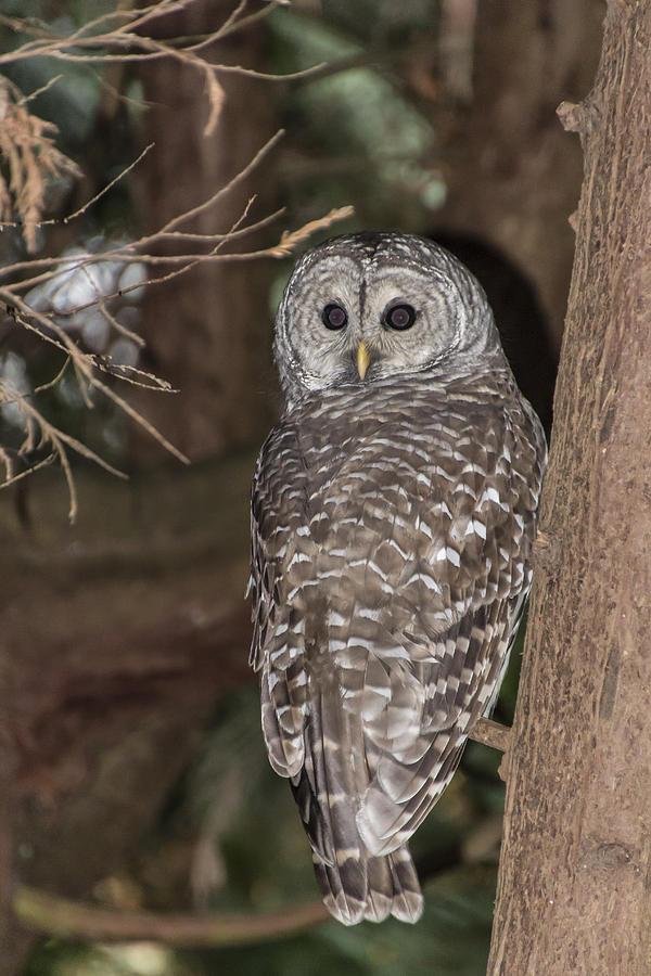 Barred Owl #1 Photograph by David Gleeson