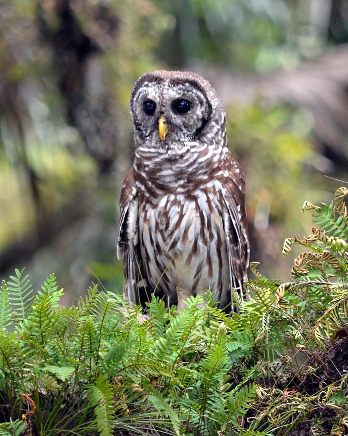 Barred Owl Photograph by Diana Berkofsky - Fine Art America