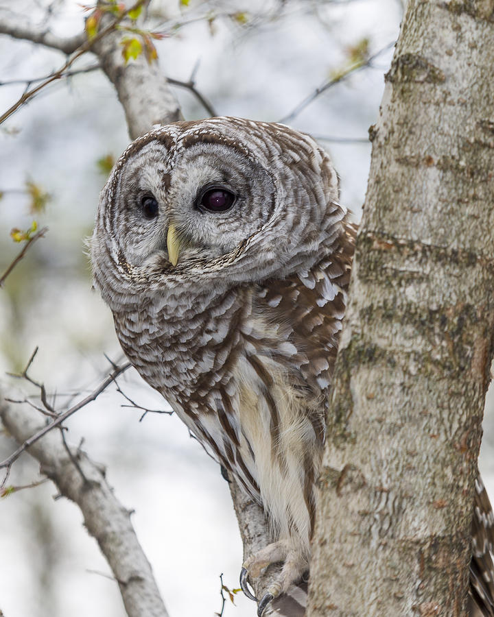Up Movie Photograph - Barred Owl #2 by Jack R Perry