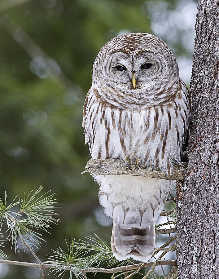 Barred Owl #1 Photograph by John Vose