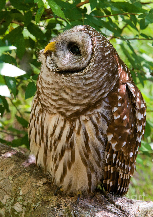 Barred Owl #1 Photograph by Millard H. Sharp