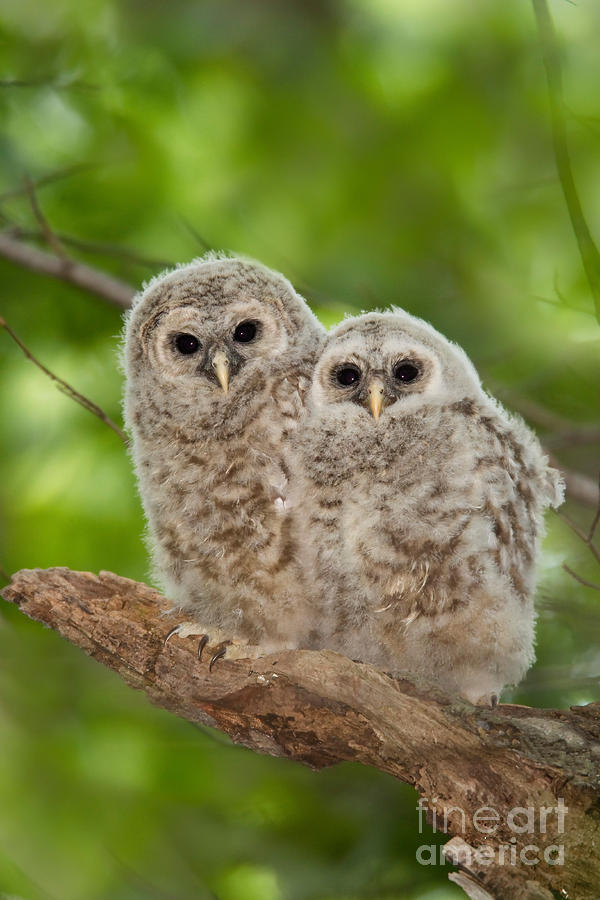 Barred Owl owlets #1 Photograph by Jim Zipp