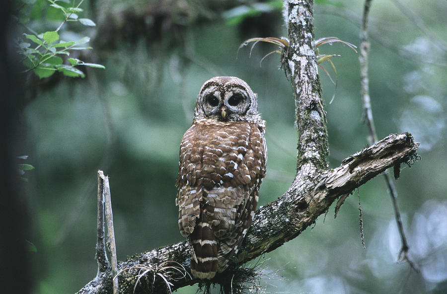 Barred Owl #1 Photograph by Paul J. Fusco