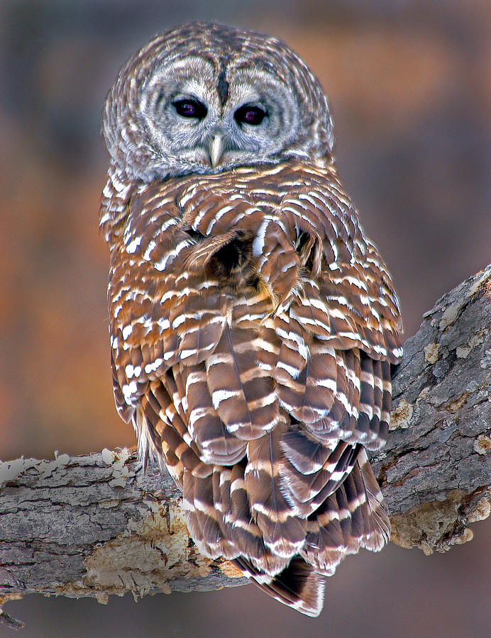 Barred Owl by Pristine Images Barred Owl by Pristine Images