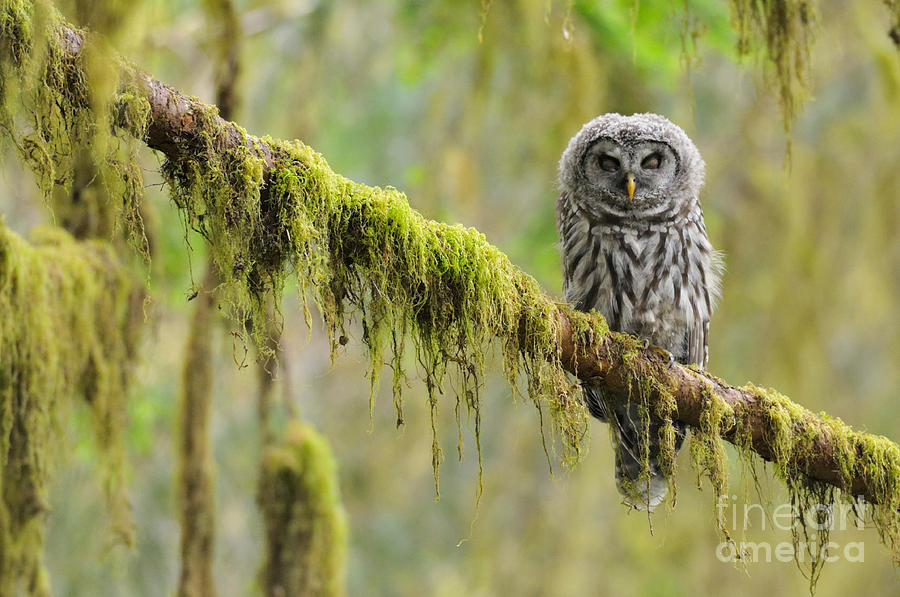 Wildlife Photograph - Barred Owl Strix Varia Owlet by Thomas and Pat Leeson