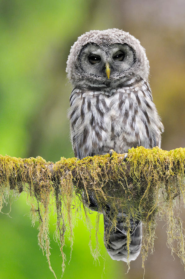Barred Owl Strix Varia Owlet #1 Photograph by Thomas And Pat Leeson