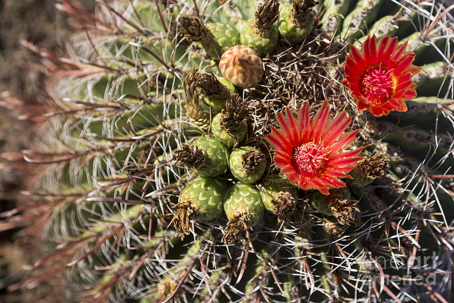 Barrel Cactus Flowers Photograph by Mike Cavaroc | Fine Art America