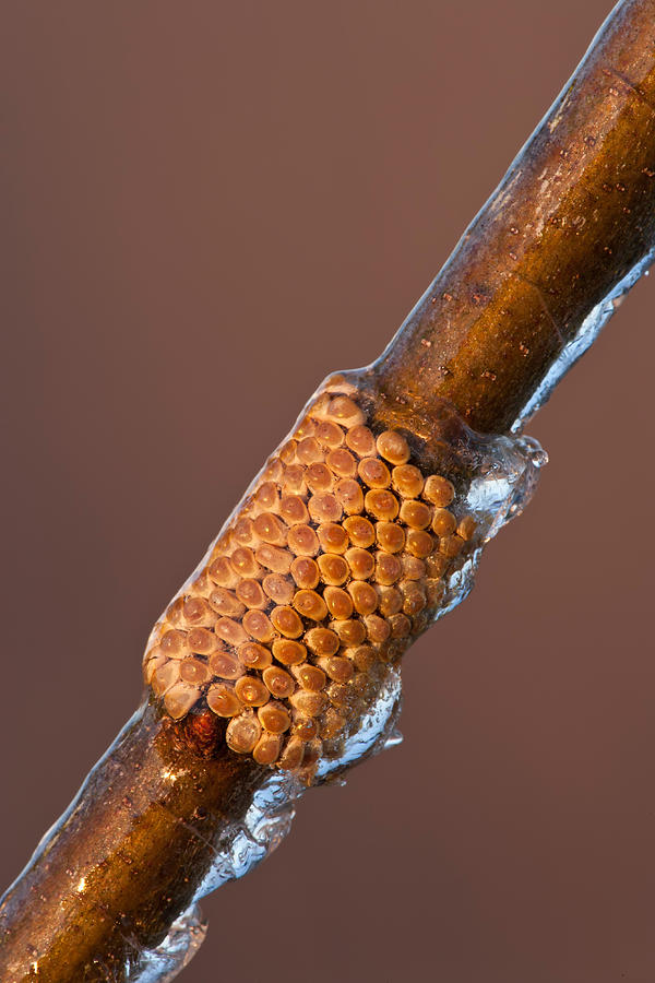 Barrens Buck Moth Eggs #1 Photograph by Jeffrey Lepore