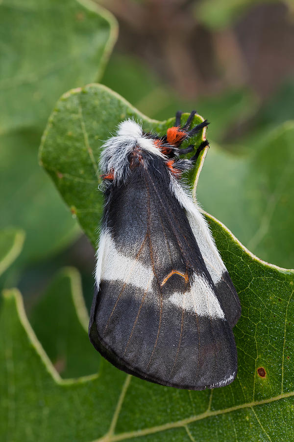 Barrens Buck Moth #1 Photograph by Jeffrey Lepore