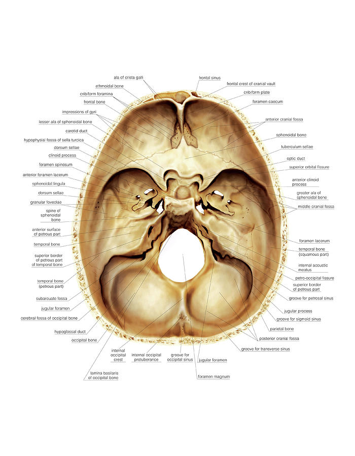 Base Of The Cranium Photograph By Asklepios Medical Atlas 4095