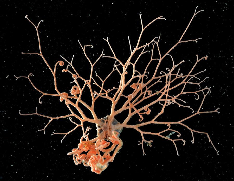 Basket Star Photograph by British Antarctic Survey/science Photo ...