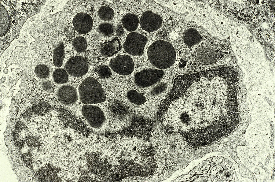 Basophilic Leucocyte #1 Photograph by Biology Pics