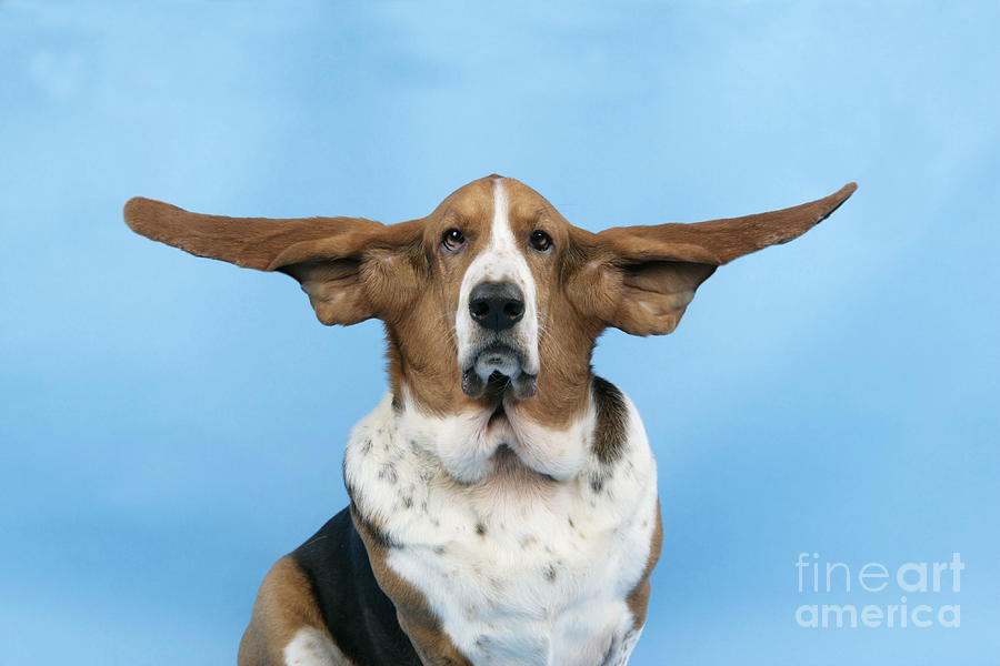 Basset Hound Dog #1 Photograph by John Daniels