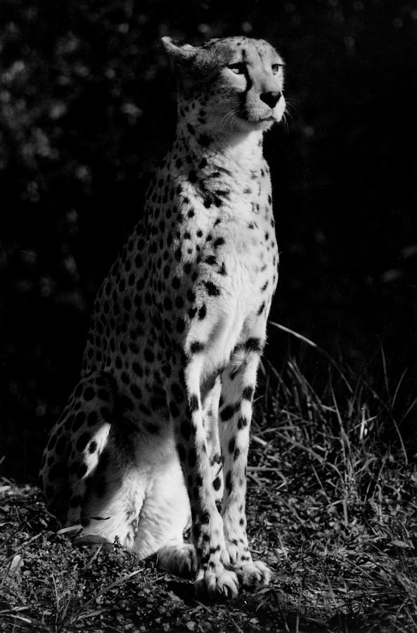 Cheetah Photograph - Bastet #1 by Mary Elizabeth White