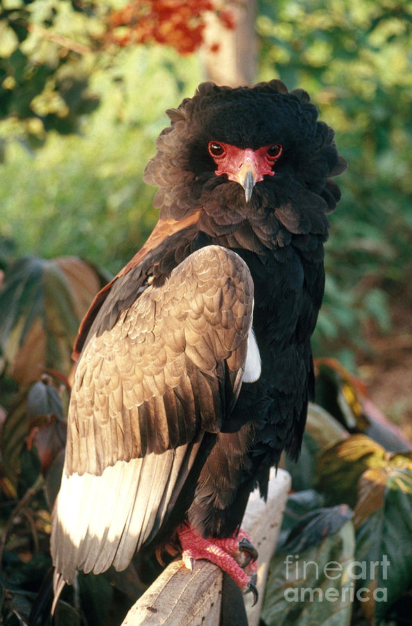 Bateleur Eagle #1 Photograph by Gregory G. Dimijian, M.D.