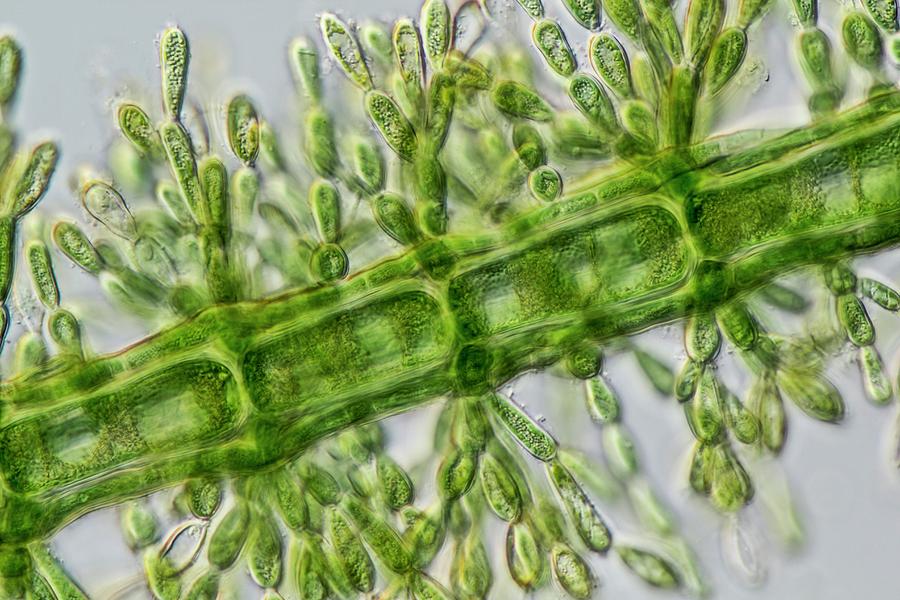 Nature Photograph - Batrachospermum Alga Filament #1 by Gerd Guenther