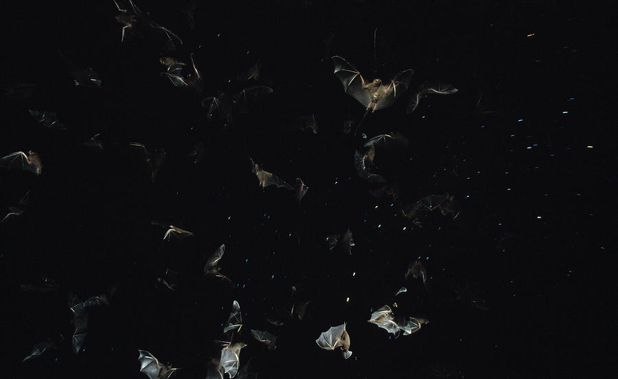Bats Flying Against Night Sky Pantanal #1 Photograph by Konrad Wothe