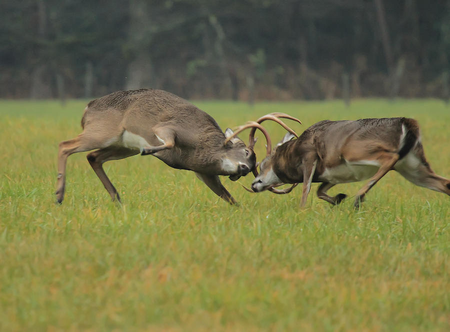 Wildlife Photograph - Battle Bucks by Doug McPherson
