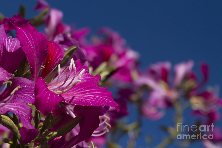 Bauhinia Purpurea - Hawaiian Orchid Tree 6 Photograph by Sharon Mau