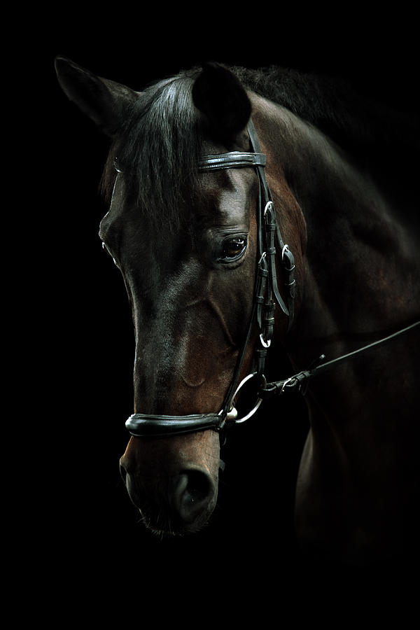 Bay Horse Portrait #1 Photograph by Pixalot