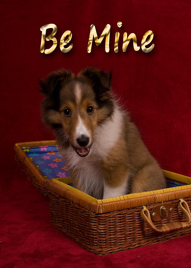 Candy Photograph - Be Mine Sheltie Puppy #1 by Jeanette K