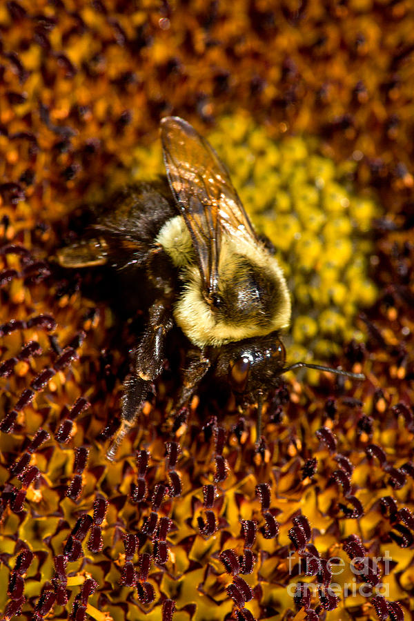 Bee Pollunating Photograph by Iris Richardson