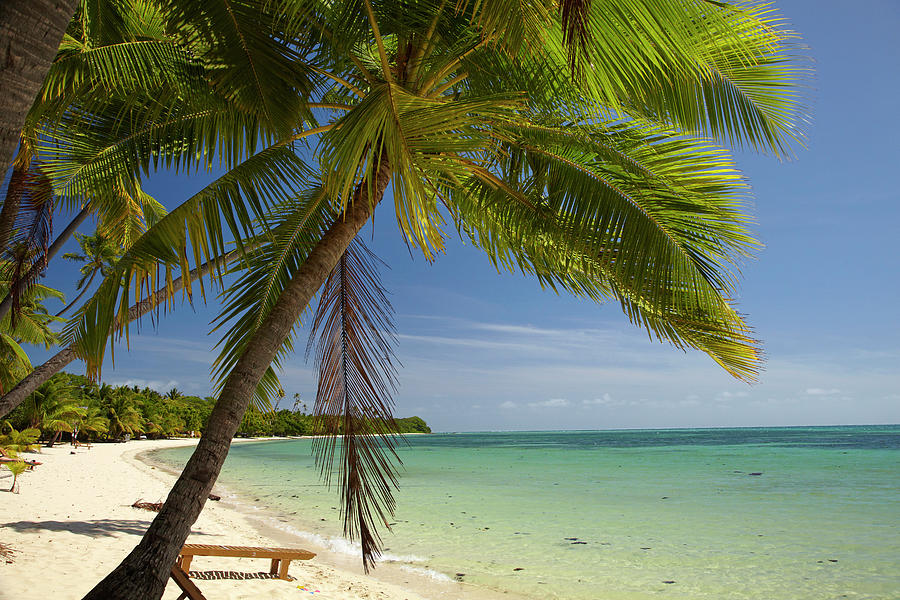 Beach And Palm Trees, Plantation Island Photograph by David Wall - Fine ...