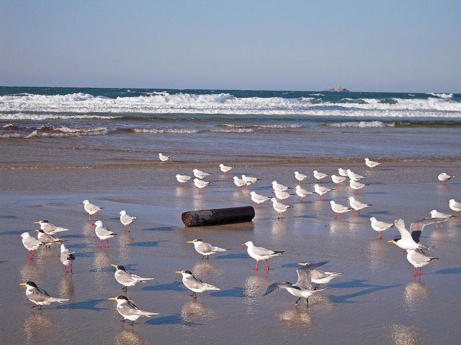 Beach Birds #1 Photograph by Ankya Klay