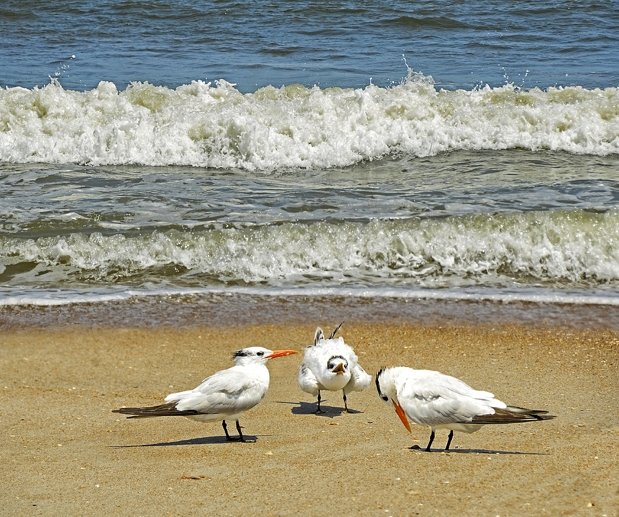 Beach Birds #2 Photograph by Steven Michael