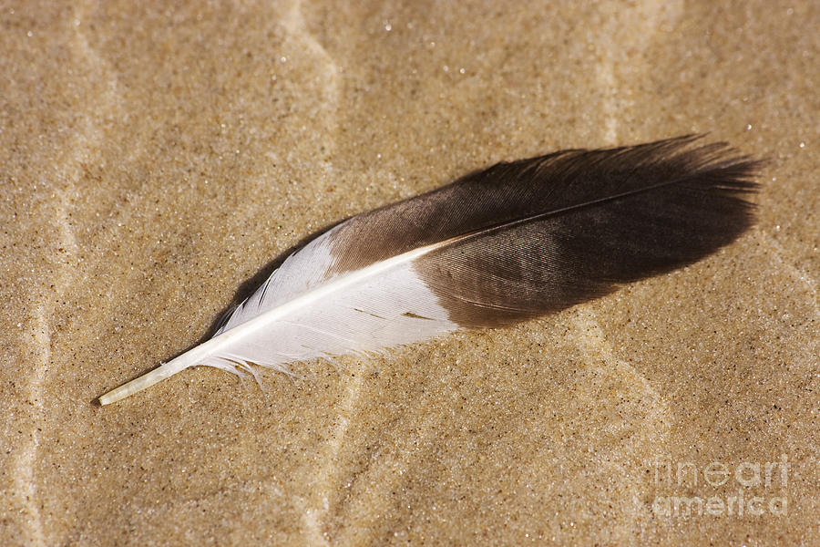 Beach Feather #1 Photograph by Jorgo Photography